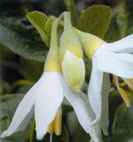 Styrax officinalis 'Storace'  - Simbolo del Parco