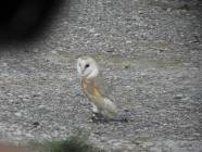 Un salto nel Medioevo con i Falconieri del Rosone alla Rocca medievale di Montecelio - Foto di Luciano Fioravanti