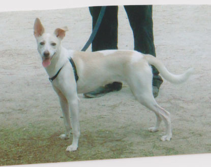 Smarrita Scheri meticcio sterilizzato