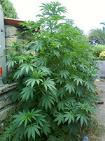 Marijuana