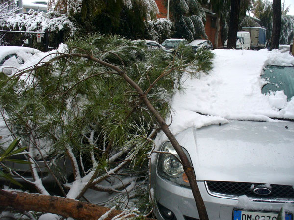 Macchine colpite dai rami con il peso della neve Macchine colpite dai rami con il peso della neve
