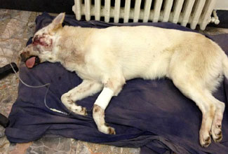 Montecelio:Violenza inaudita contro un cane, gli sparano con un fucile da caccia